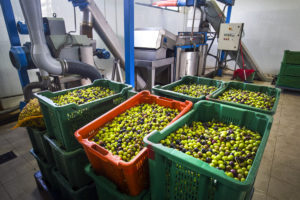 Pogon za proizvodnju maslinovog ulja