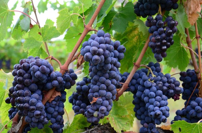 4.1.1 - Vinograd, crno grožđe
